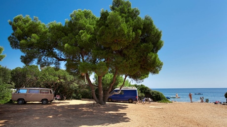 Campers parked under a large tree by the seaside