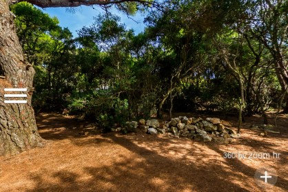 Scenic view of a forest path with surrounding trees and a stone wall
